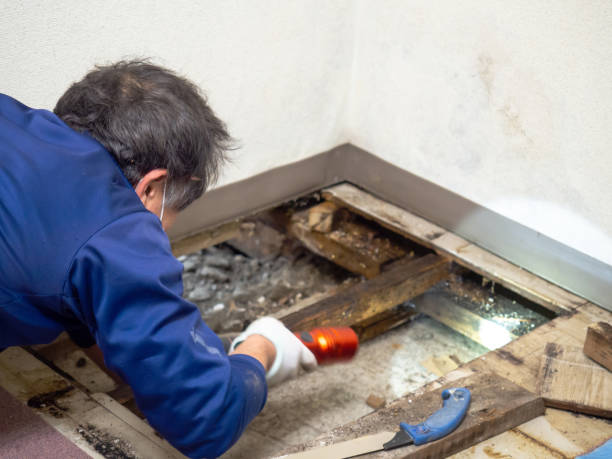 Best Toxic Mold Removal  in Highlands, CA
