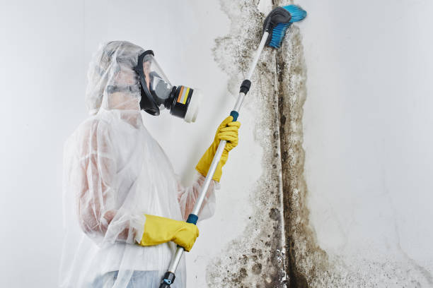 Certified Mold Removal in Highlands, CA