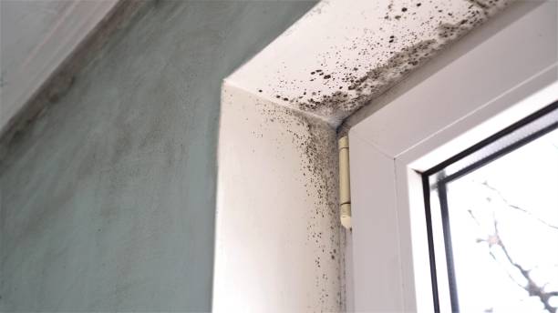 Best Certified Mold Removal  in Highlands, CA