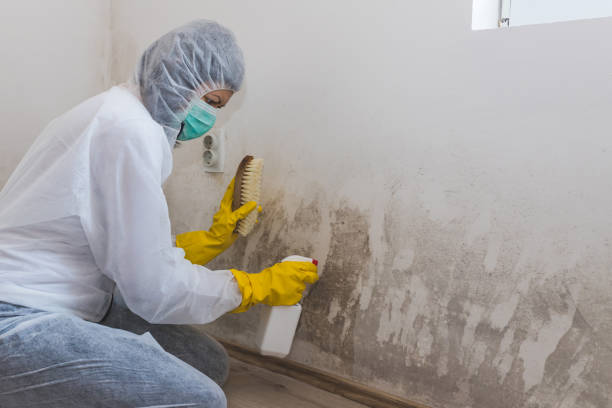 Best Black Mold Removal  in Highlands, CA