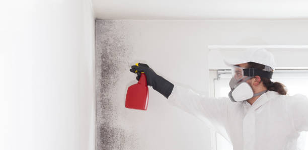 Best Emergency Mold Removal  in Highlands, CA