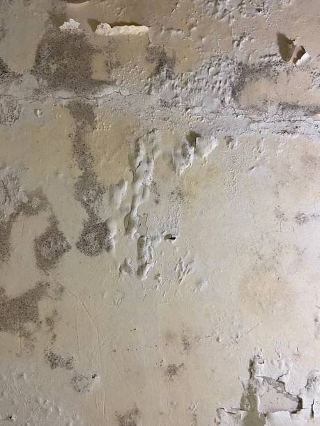 Best Local Mold Removal Service  in Highlands, CA