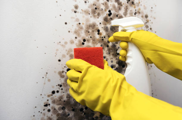 Best Attic Mold Removal  in Highlands, CA