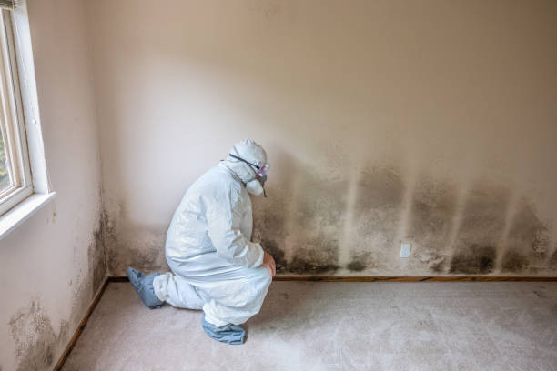 Highlands, CA Mold Removal Company
