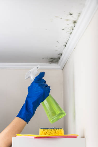Best Commercial Mold Removal  in Highlands, CA