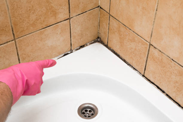 Professional Mold Removal in Highlands, CA
