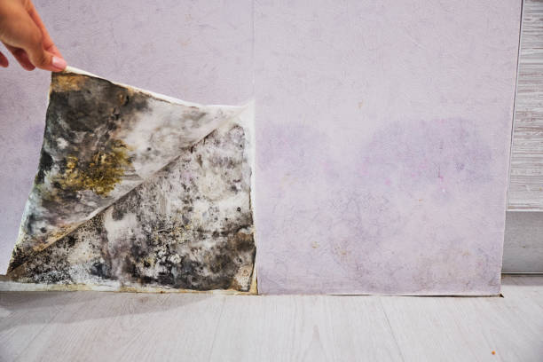 Water Damage Restoration in Highlands, CA